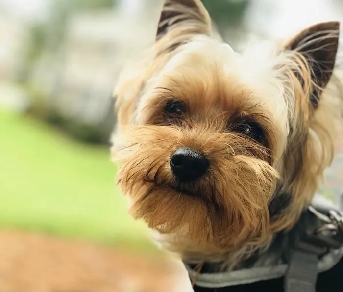 Swift Creek Animal Hospital & Pet Resort 12