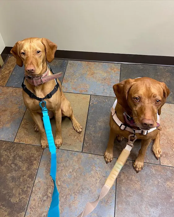 Swift Creek Animal Hospital & Pet Resort 12