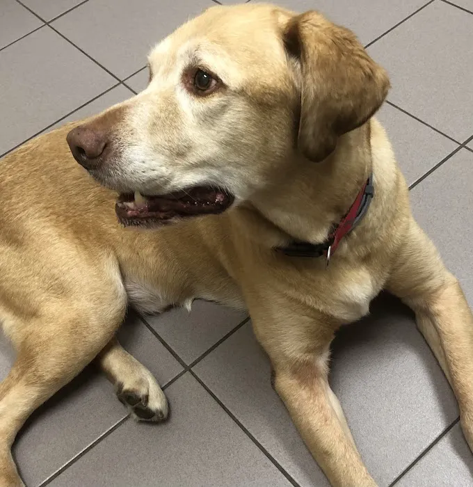 Brandt Veterinary Services 12