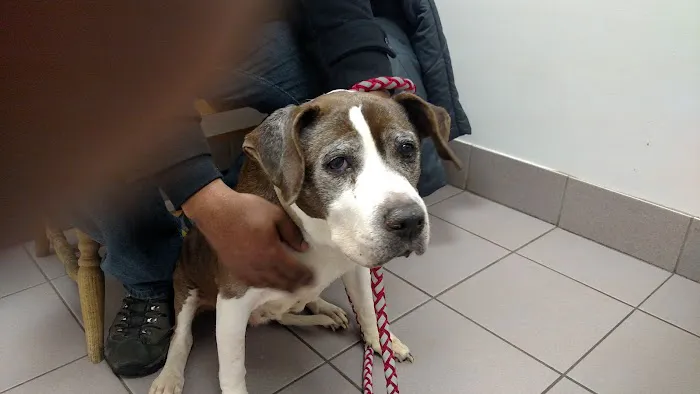 Brandt Veterinary Services 12