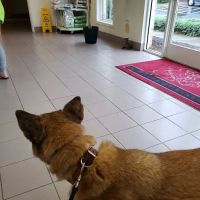 Brandt Veterinary Services ico