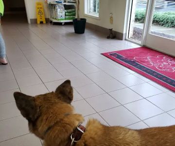Brandt Veterinary Services