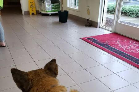 Brandt Veterinary Services