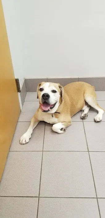 Brandt Veterinary Services 12