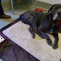 Woodlake Animal Hospital ico