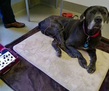 Woodlake Animal Hospital
