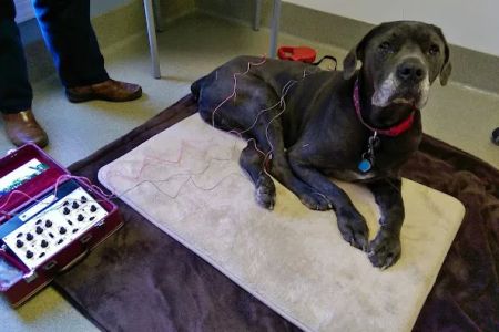 Woodlake Animal Hospital