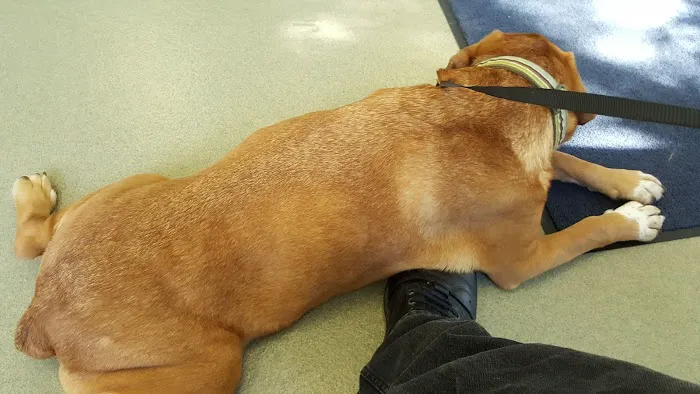 Woodlake Animal Hospital 12