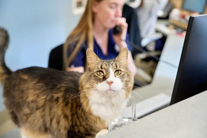Woodlake Animal Hospital 12