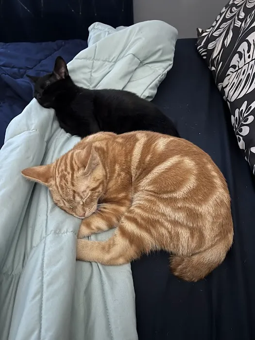 Loving Spay + Neuter Clinic 3