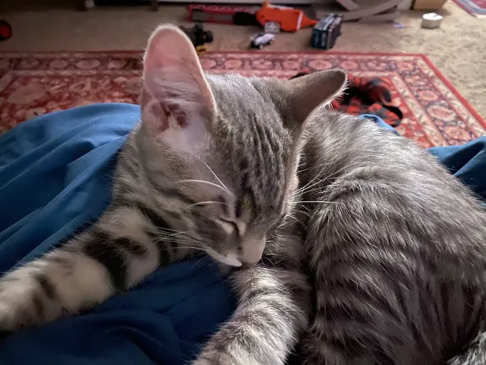 Loving Spay + Neuter Clinic 7