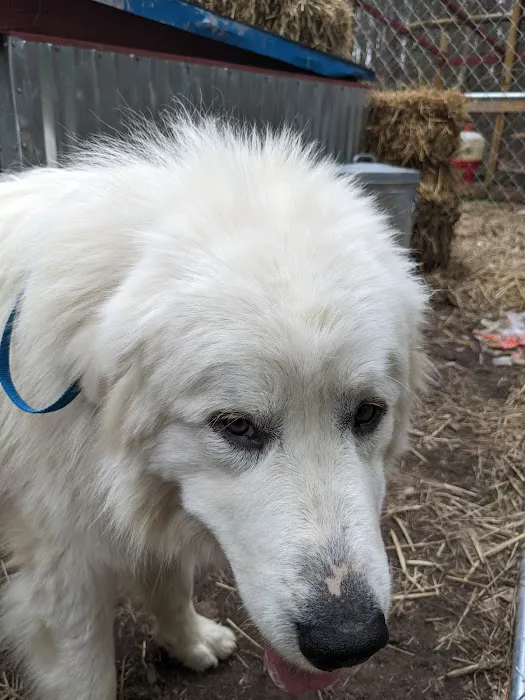 Loving Spay + Neuter Clinic 8