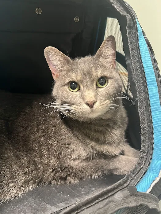 Sycamore Veterinary Hospital 3