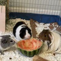 Cardinal Animal Hospital ico