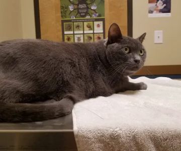 Huguenot Animal Hospital