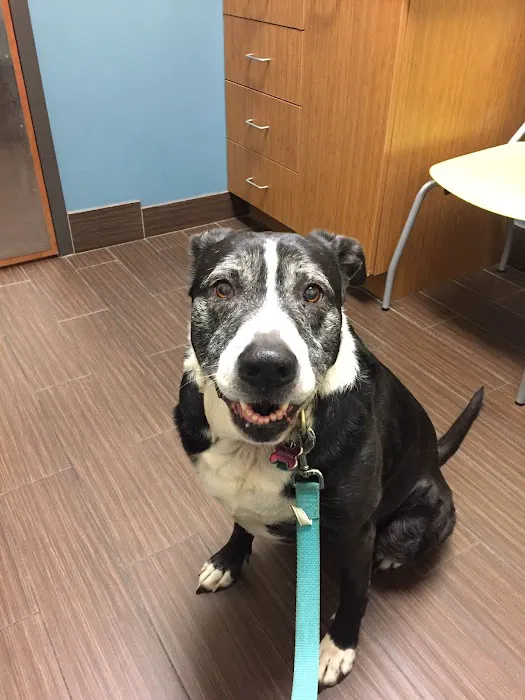 Huguenot Animal Hospital 6