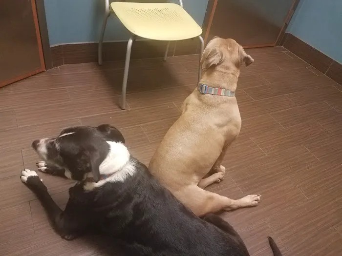 Huguenot Animal Hospital 7