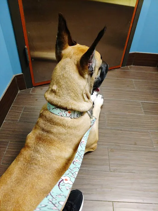 Huguenot Animal Hospital 10