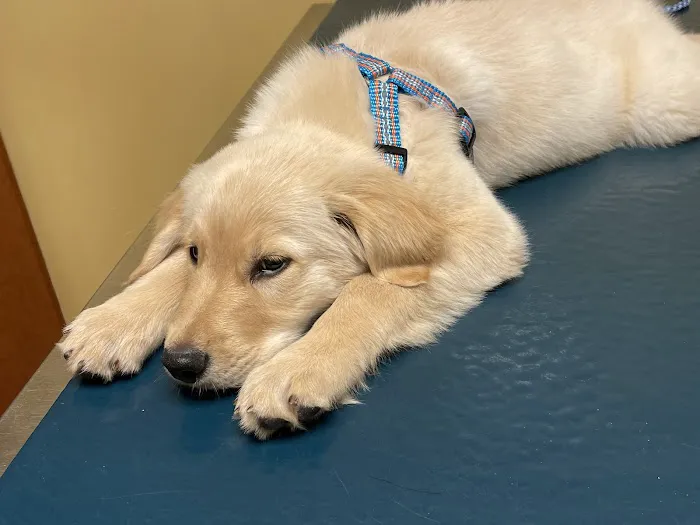 Midlothian Animal Clinic 1