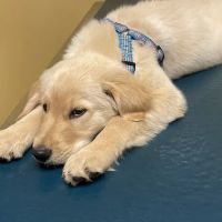 Midlothian Animal Clinic ico