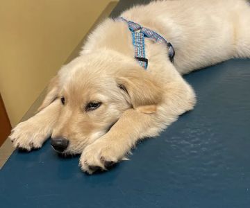 Midlothian Animal Clinic