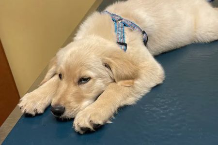 Midlothian Animal Clinic