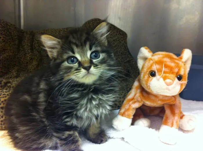 Midlothian Animal Clinic 6