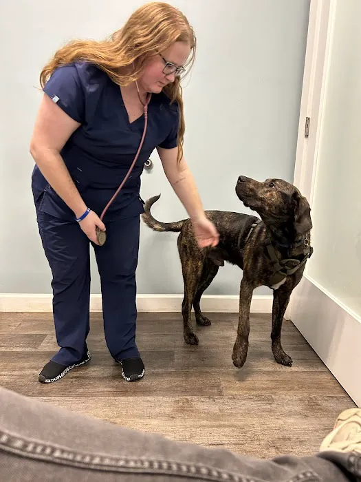 easyvetclinic Midlothian 4