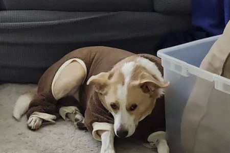 easyvetclinic Midlothian