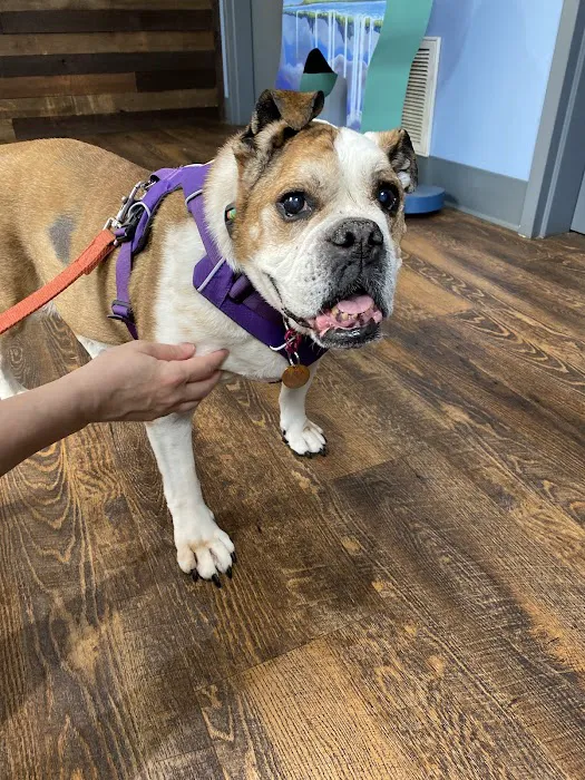 River Run Animal Hospital 1