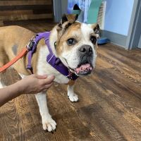 River Run Animal Hospital ico