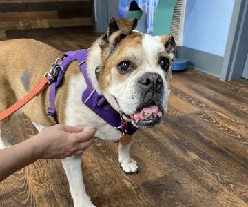 River Run Animal Hospital