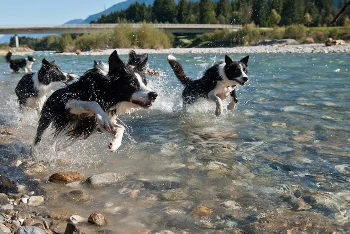 River Run Animal Hospital 9