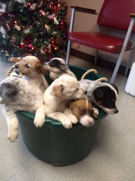 Connolly Animal Clinic 1