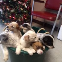 Connolly Animal Clinic ico