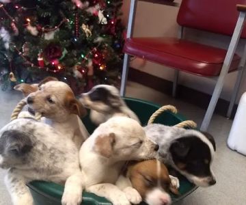 Connolly Animal Clinic