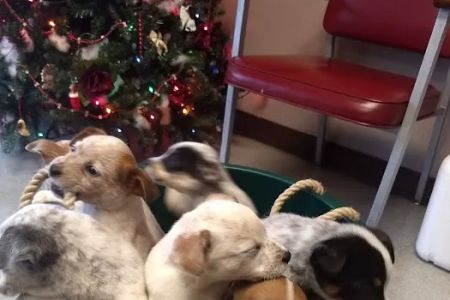 Connolly Animal Clinic