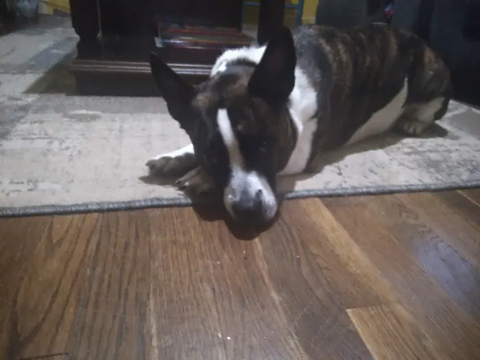 Helton Plaza Veterinary Hospital 6