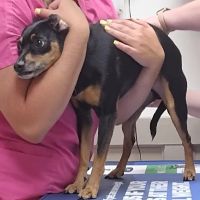 Helton Plaza Veterinary Hospital ico