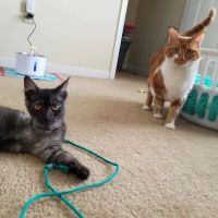 Florence Animal Hospital ico