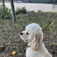 Shoals Area Veterinary Emergency ico