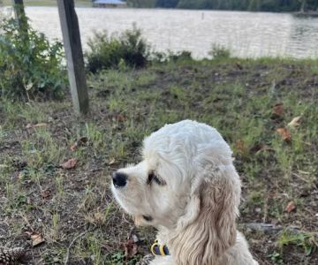 Shoals Area Veterinary Emergency