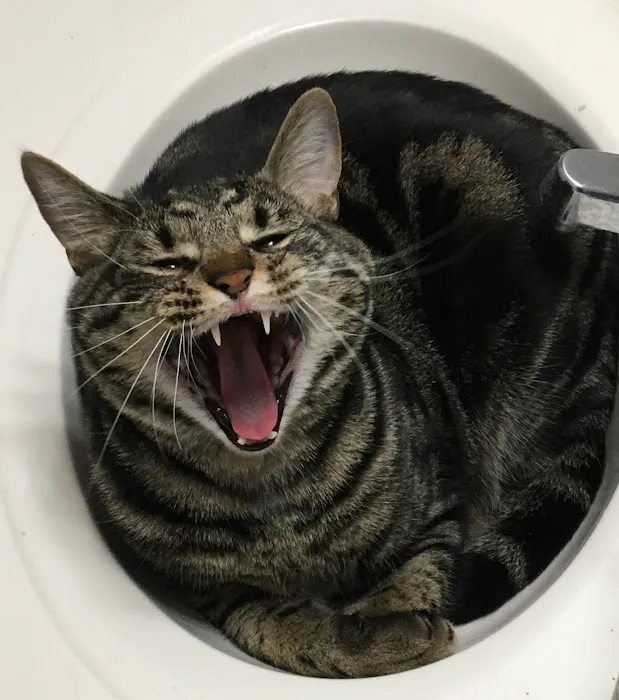 Woodward Avenue Animal Clinic 12