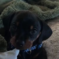 Woodward Avenue Animal Clinic ico