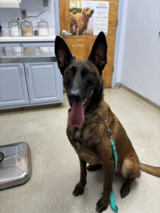 Shoals Animal Hospital 12