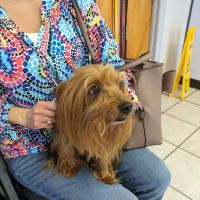 Shoals Animal Hospital ico