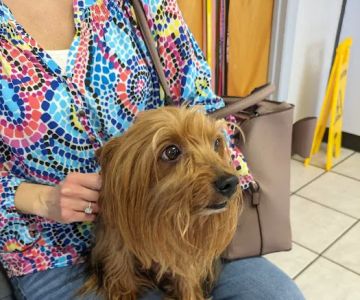 Shoals Animal Hospital