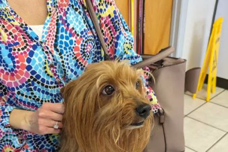 Shoals Animal Hospital