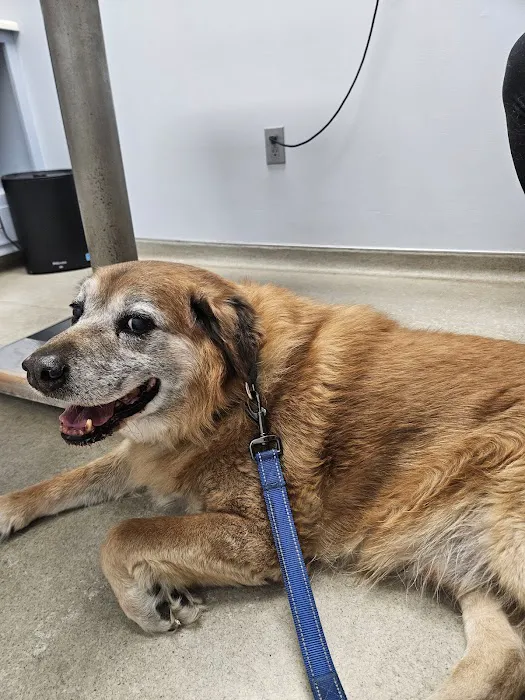 Shoals Animal Hospital 12