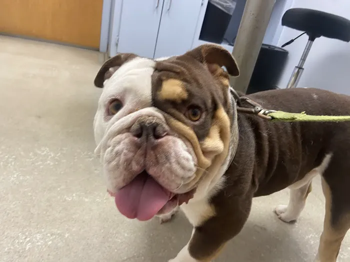 Shoals Animal Hospital 12